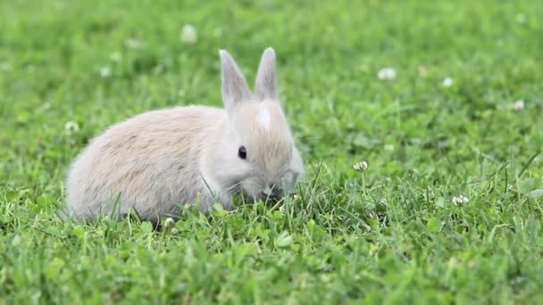 Conejo Sentado Hierba Comer — Vídeos de Stock