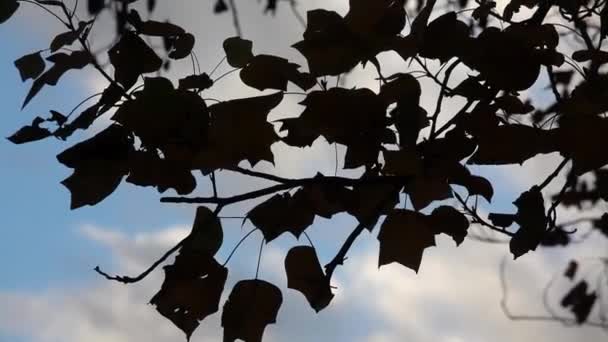 Hojas Ramas Sobre Cielo Azul — Vídeos de Stock