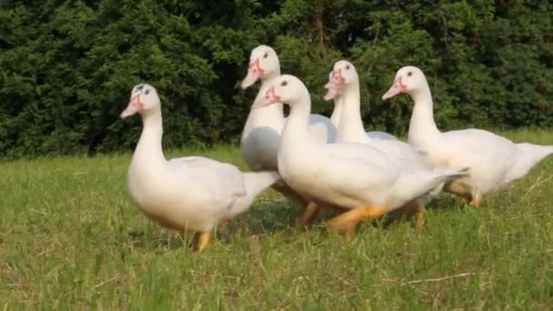 Pandilla Gansos Corriendo Sobre Hierba — Vídeo de stock