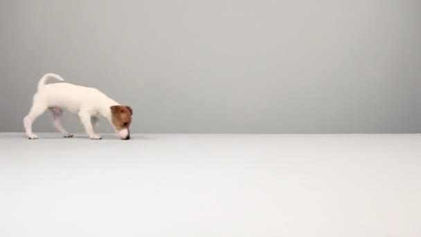 Jack Russell Terrier Caminando Sobre Fondo Gris — Vídeos de Stock