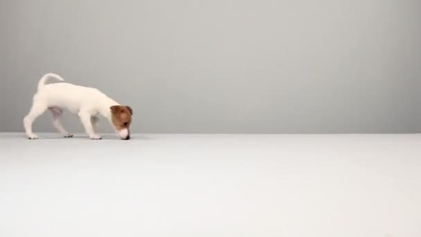 Jack Russell Terrier Berjalan Latar Belakang Abu Abu — Stok Video