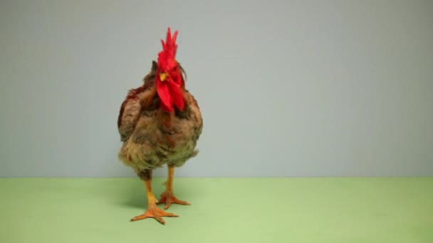 Rooster Walking Blue Background — Stock Video