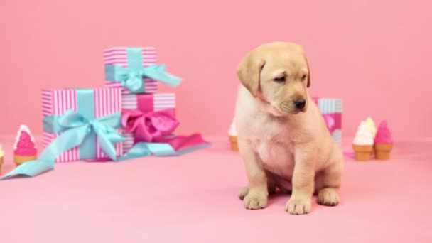 Labrador Regalos Cumpleaños — Vídeos de Stock