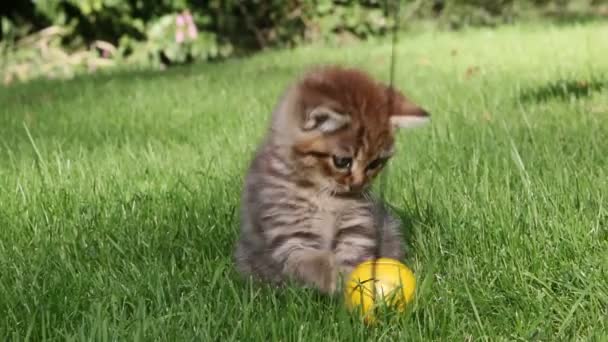 Kätzchen Spielt Mit Ball Der Schnur — Stockvideo