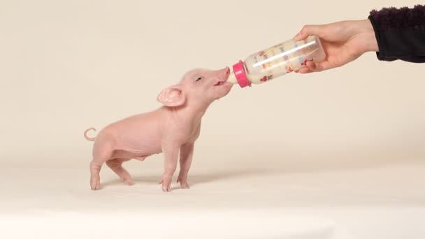 Людина Годує Пляшку Свинячого Молока — стокове відео