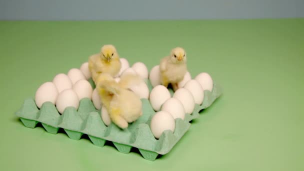 Pollitos Mirando Huevos Cartón — Vídeos de Stock
