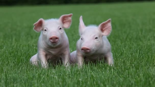 Свиньи Сидят Траве — стоковое видео