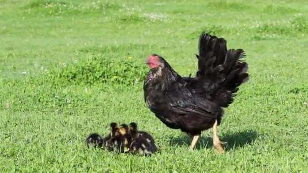 Hen Ducklings Walking Grass — Stock Video