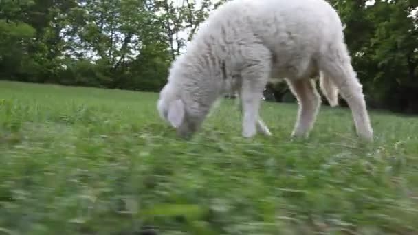 昼間のフィールドで放牧ヤギの子供 — ストック動画