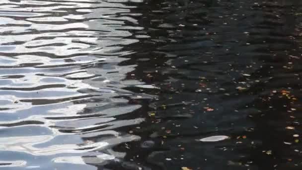 Listy Plovoucí Povrchu Vody — Stock video
