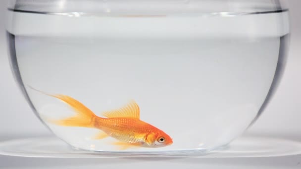 Goldfish Nadando Tigela — Vídeo de Stock