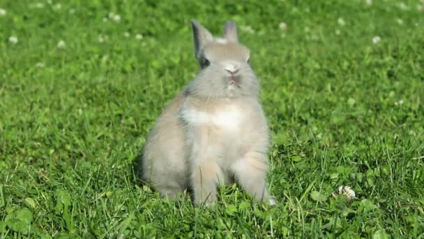 Kaninchen Sitzt Auf Gras Und Rennt Davon — Stockvideo