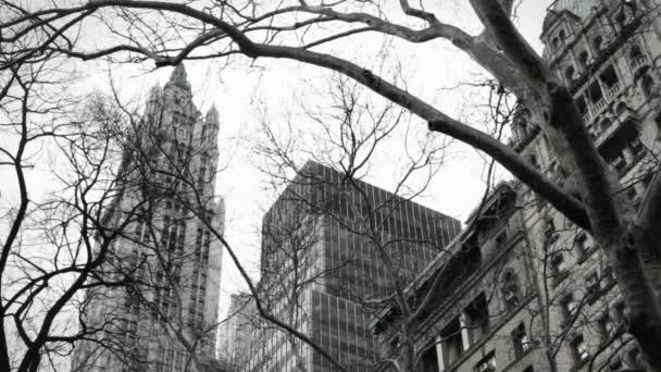 Trees Buildings New York Usa — Stock Video