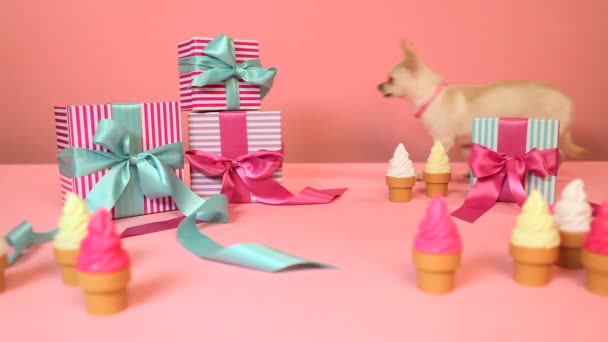 Chihuahua Marche Autour Des Cadeaux Anniversaire — Video