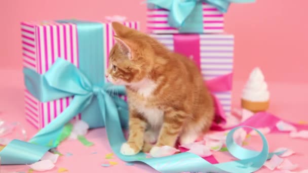 Kitten Birthday Gifts — ストック動画