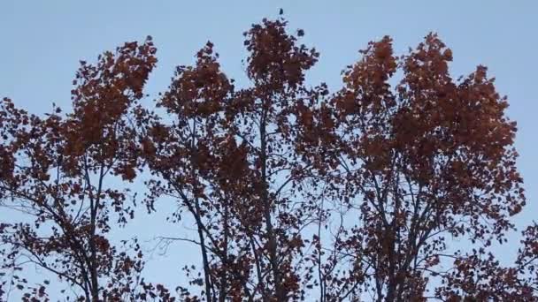 Pohon Bertiup Dalam Angin Siang Hari — Stok Video