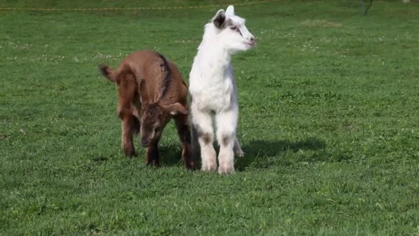 Two Goat Kids Field Daytime — Stock Video
