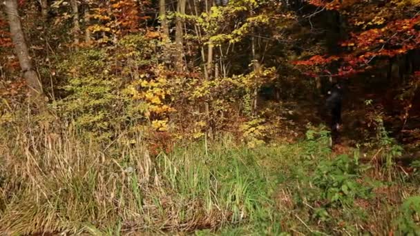 Mujer Joven Corriendo Través Del Bosque Otoño — Vídeos de Stock