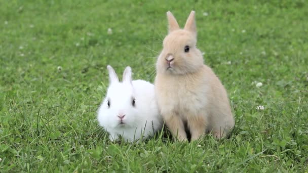 Two Rabbits Sitting Grass — Stock Video