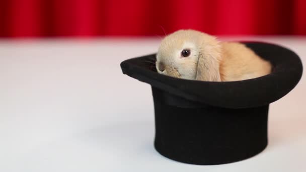 Primer Plano Conejo Sentado Sombrero — Vídeos de Stock