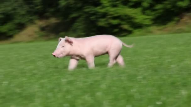 草の上に四匹の子豚 — ストック動画