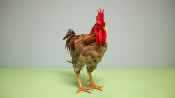 Rooster Standing Blue Background — Stock Video