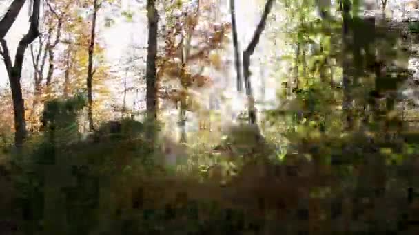 Vue Latérale Jeune Femme Faisant Jogging Dans Forêt — Video