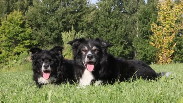 Deux Chiens Couchés Sur Herbe Extérieur — Video