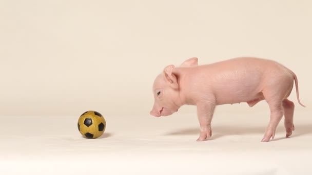 Piglet Playing Football — Stockvideo