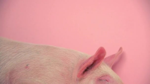 Piglet Descansando Contra Fundo Rosa — Vídeo de Stock