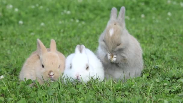 Close Three Rabbits Sitting Grass — Stock Video