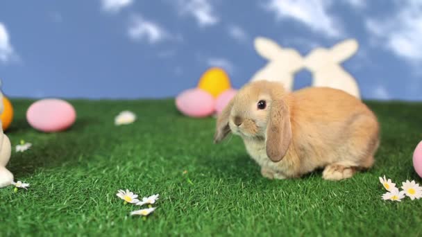 Милий Кролик Великодня Сцена — стокове відео