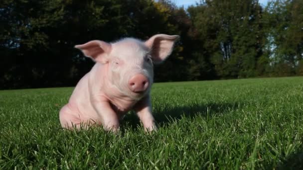 草の上に座っている子豚のクローズアップ — ストック動画