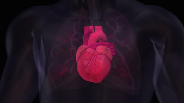 Menschliches Herz Und Organe Auf Schwarzem Hintergrund — Stockvideo