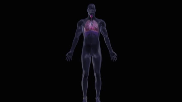 人类的心脏 在黑色的背景上 — 图库视频影像
