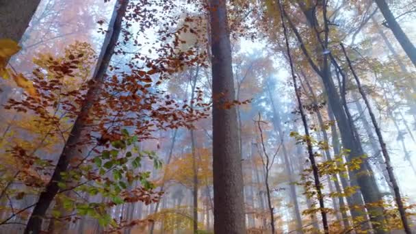 Colorful Trees Autumn Forest Daytime — Stock Video