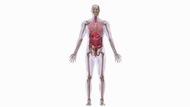 Animação Anatomia Humana Sobre Fundo Branco — Vídeo de Stock