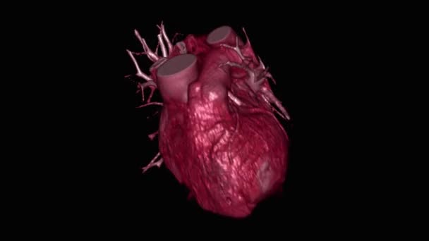 Menschliches Herz Schlägt Auf Schwarzem Hintergrund — Stockvideo