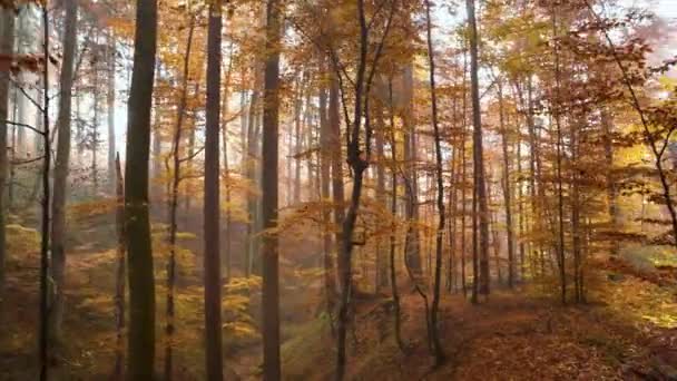 Alberi Colorati Nella Foresta Autunnale Giorno — Video Stock