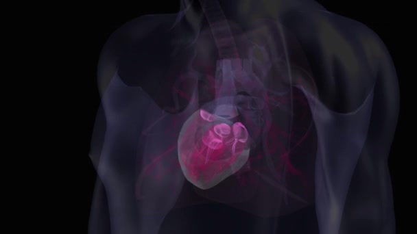 Человеческое Сердце Органы Черном Фоне — стоковое видео