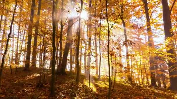五颜六色的树在秋天森林在白天 — 图库视频影像