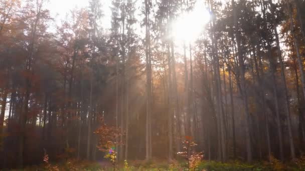 Барвисті Дерева Осінній Ліс Денний Час — стокове відео