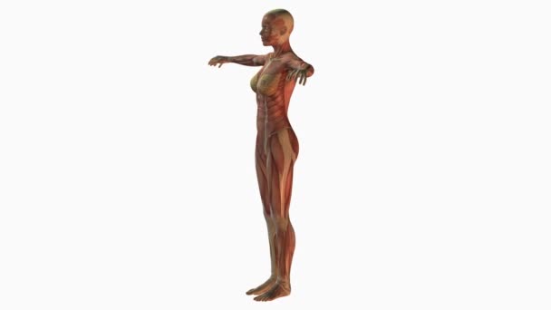 白い背景の上の人間の筋肉システム — ストック動画
