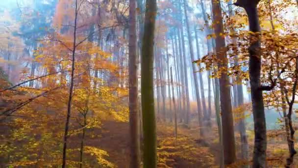 昼間で秋の森で木々 の彩り — ストック動画