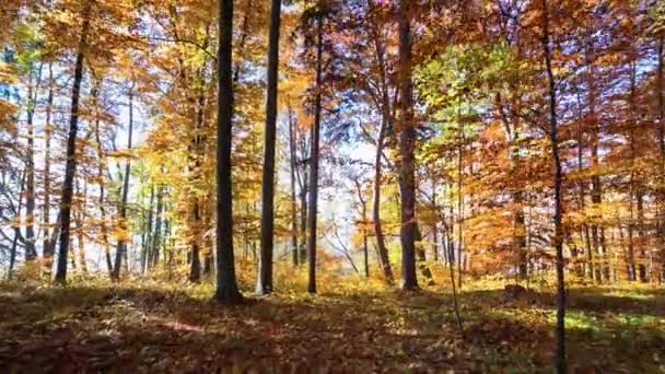 Alberi Colorati Nella Foresta Autunnale Giorno — Video Stock