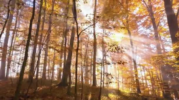 Alberi Colorati Nella Foresta Autunnale Giorno — Video Stock