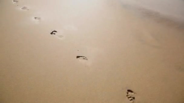 Närbild Promenader Längs Sandstranden — Stockvideo