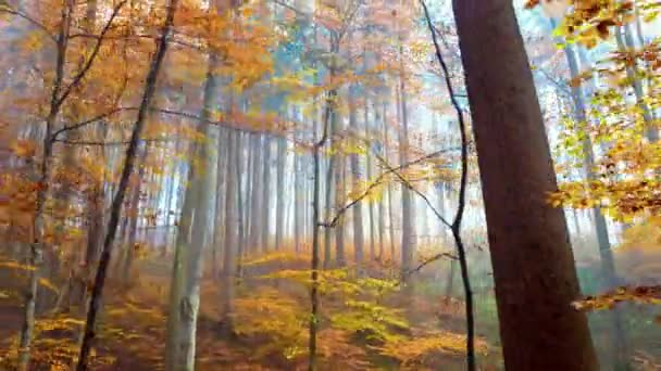 五颜六色的树在秋天森林在白天 — 图库视频影像