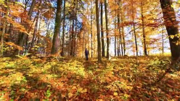 Mulher Caminhadas Floresta Outono — Vídeo de Stock