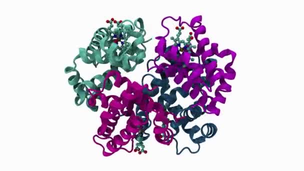 Animacja Oksyhemoglobiny Cząsteczki Białym Tle — Wideo stockowe